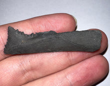 Load image into Gallery viewer, Rare Edestus Fossil Scissor Shark Tooth 1.98 Inches Pre Dinosaur Shark Tooth!