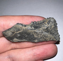 Load image into Gallery viewer, Rare Edestus Fossil Scissor Shark Tooth 2.11 Inches Pre Dinosaur Shark Tooth!