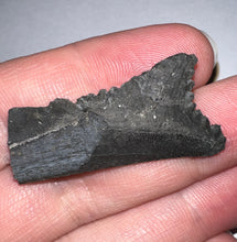 Load image into Gallery viewer, Rare Edestus Fossil Scissor Shark Tooth 1.48 Inches Pre Dinosaur Shark Tooth!
