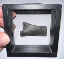Load image into Gallery viewer, Rare Edestus Fossil Scissor Shark Tooth 1.48 Inches Pre Dinosaur Shark Tooth!