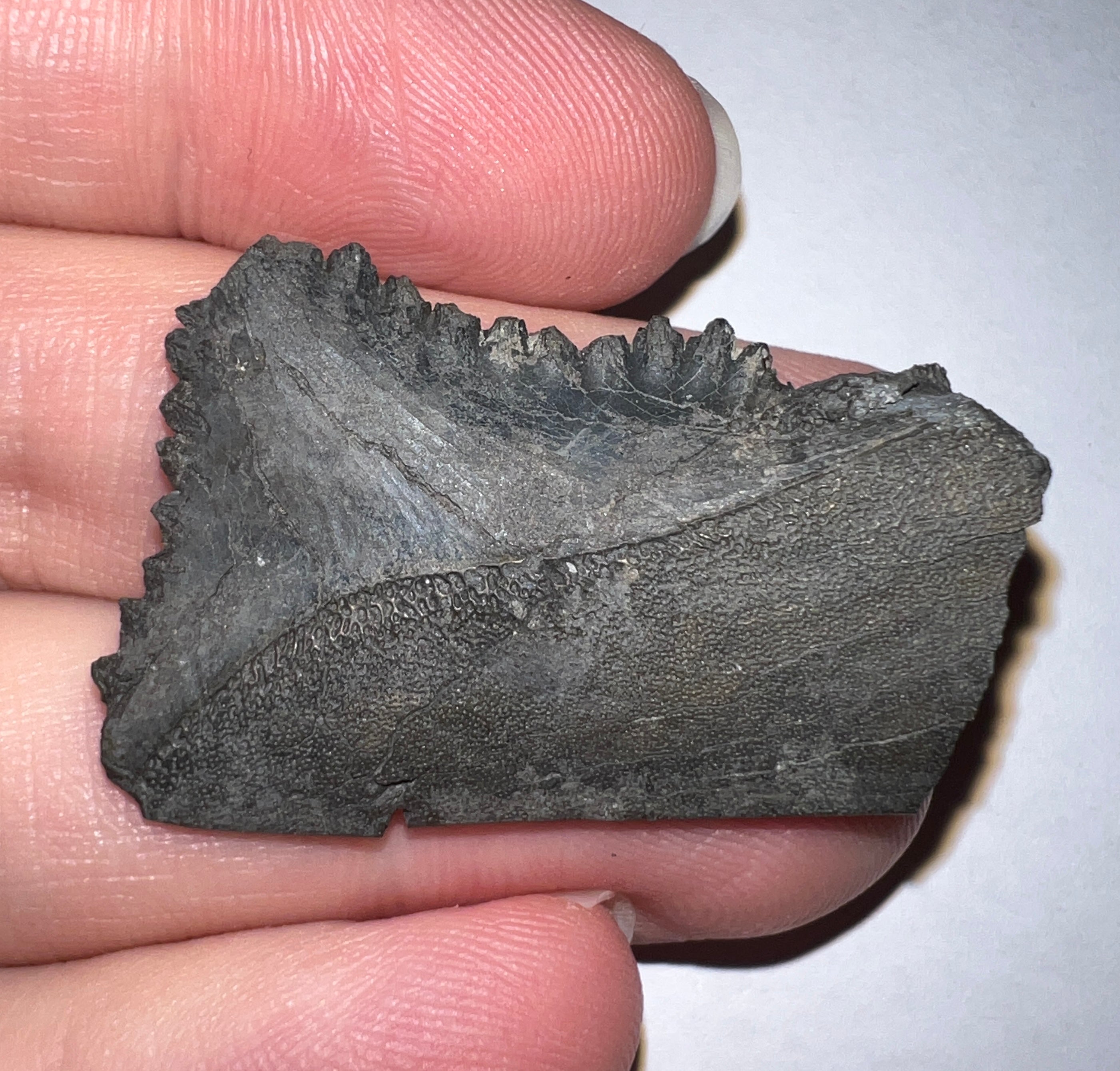 Edestus Fossil Scissor Shark Tooth for sale Inches – Jako's