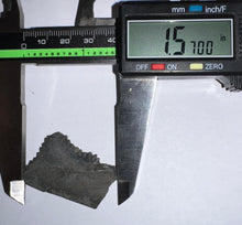 Load image into Gallery viewer, Rare Edestus Fossil Scissor Shark Tooth 1.57 Inches Pre Dinosaur Shark Tooth!