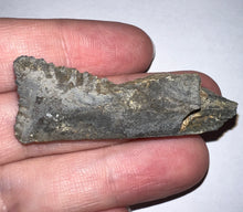 Load image into Gallery viewer, Edestus Fossil Scissor Shark Tooth 2.04 Inches Pre Dinosaur Shark Tooth!