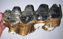 Load image into Gallery viewer, HUGE American Mastodon Fossil Molar 8.44 Inches