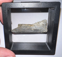 Load image into Gallery viewer, Edestus Fossil Scissor Shark Tooth 2.04 Inches Pre Dinosaur Shark Tooth!