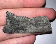 Load image into Gallery viewer, Edestus Fossil Scissor Shark Tooth 2 Inches Pre Dinosaur Shark Tooth!
