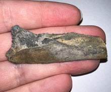 Load image into Gallery viewer, Edestus Fossil Scissor Shark Tooth 2.25 Inches Pre Dinosaur Shark Tooth!