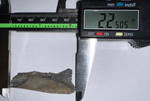 Load image into Gallery viewer, Edestus Fossil Scissor Shark Tooth 2.25 Inches Pre Dinosaur Shark Tooth!