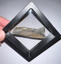 Load image into Gallery viewer, Edestus Fossil Scissor Shark Tooth 2.25 Inches Pre Dinosaur Shark Tooth!
