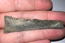 Load image into Gallery viewer, Edestus Fossil Scissor Shark Tooth 2.32 Inches Pre Dinosaur Shark Tooth!