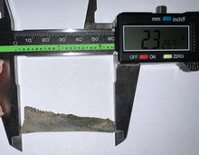 Load image into Gallery viewer, Edestus Fossil Scissor Shark Tooth 2.32 Inches Pre Dinosaur Shark Tooth!