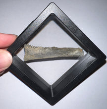 Load image into Gallery viewer, Edestus Fossil Scissor Shark Tooth 2.32 Inches Pre Dinosaur Shark Tooth!