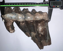 Load image into Gallery viewer, GEM American Mastodon Fossil Molar 6.5 Inches