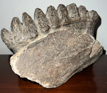 Load image into Gallery viewer, GEM HUGE Stegodon Fossil Partial Skull with a Complete Molar 8.77 Inches Java, Indonesia!