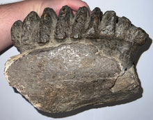 Load image into Gallery viewer, GEM HUGE Stegodon Fossil Partial Skull with a Complete Molar 8.77 Inches Java, Indonesia!