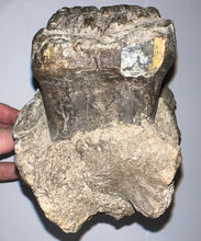 Load image into Gallery viewer, GEM HUGE Stegodon Fossil Partial Skull with a Complete Molar 8.77 Inches Java, Indonesia!