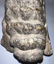 Load image into Gallery viewer, GEM HUGE Stegodon Fossil Partial Skull with a Complete Molar 8.77 Inches Java, Indonesia!