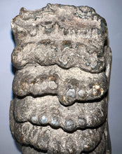 Load image into Gallery viewer, GEM HUGE Stegodon Fossil Partial Skull with a Complete Molar 8.77 Inches Java, Indonesia!