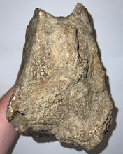 Load image into Gallery viewer, GEM HUGE Stegodon Fossil Partial Skull with a Complete Molar 8.77 Inches Java, Indonesia!