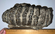 Load image into Gallery viewer, GEM HUGE Stegodon Fossil Partial Skull with a Complete Molar 8.77 Inches Java, Indonesia!