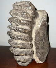 Load image into Gallery viewer, GEM HUGE Stegodon Fossil Partial Skull with a Complete Molar 8.77 Inches Java, Indonesia!