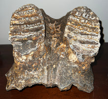 Load image into Gallery viewer, GEM HUGE Stegodon Fossil Partial Skull Complete Upper Jaw with Both Molars 12 Inches Java, Indonesia!