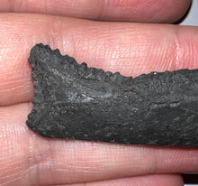 Load image into Gallery viewer, Edestus Fossil Scissor Shark Tooth 2.76 Inches Pre Dinosaur Shark Tooth!