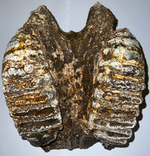 Load image into Gallery viewer, GEM HUGE Stegodon Fossil Partial Skull Complete Upper Jaw with Both Molars 12 Inches Java, Indonesia!
