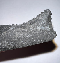 Load image into Gallery viewer, Edestus Fossil Scissor Shark Tooth 2.76 Inches Pre Dinosaur Shark Tooth!