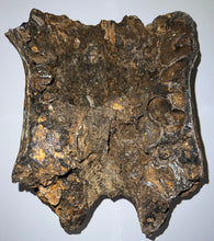 Load image into Gallery viewer, GEM HUGE Stegodon Fossil Partial Skull Complete Upper Jaw with Both Molars 12 Inches Java, Indonesia!