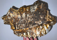 Load image into Gallery viewer, GEM HUGE Stegodon Fossil Partial Skull Complete Upper Jaw with Both Molars 12 Inches Java, Indonesia!