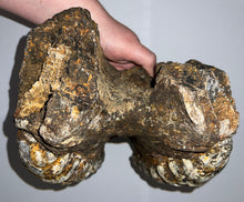 Load image into Gallery viewer, GEM HUGE Stegodon Fossil Partial Skull Complete Upper Jaw with Both Molars 12 Inches Java, Indonesia!