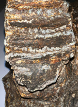 Load image into Gallery viewer, GEM HUGE Stegodon Fossil Partial Skull Complete Upper Jaw with Both Molars 12 Inches Java, Indonesia!