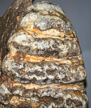 Load image into Gallery viewer, GEM HUGE Stegodon Fossil Partial Skull Complete Upper Jaw with Both Molars 12 Inches Java, Indonesia!