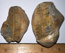 Load image into Gallery viewer, Fossil Tree Ferns from Mazon Creek both halves 1.5 to 2 Inches One Pair Per Order