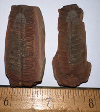 Load image into Gallery viewer, Fossil Tree Ferns from Mazon Creek both halves 1.5 to 2 Inches One Pair Per Order