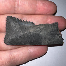 Load image into Gallery viewer, GEM Edestus Fossil Scissor Shark Tooth 2.33 Inches Pre Dinosaur Shark Tooth!