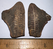 Load image into Gallery viewer, Fossil Tree Ferns from Mazon Creek both halves 1.5 to 2 Inches One Pair Per Order