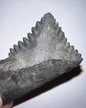 Load image into Gallery viewer, GEM Edestus Fossil Scissor Shark Tooth 2.33 Inches Pre Dinosaur Shark Tooth!