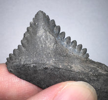 Load image into Gallery viewer, GEM Edestus Fossil Scissor Shark Tooth 2.33 Inches Pre Dinosaur Shark Tooth!