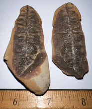 Load image into Gallery viewer, Fossil Tree Ferns from Mazon Creek both halves 1.5 to 2 Inches One Pair Per Order