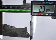 Load image into Gallery viewer, GEM Edestus Fossil Scissor Shark Tooth 2.33 Inches Pre Dinosaur Shark Tooth!