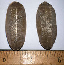 Load image into Gallery viewer, Fossil Tree Ferns from Mazon Creek both halves 1.5 to 2 Inches One Pair Per Order