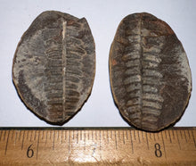 Load image into Gallery viewer, Fossil Tree Ferns from Mazon Creek both halves 1.5 to 2 Inches One Pair Per Order