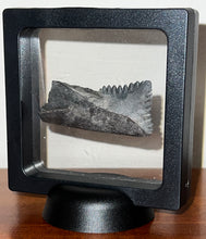 Load image into Gallery viewer, GEM Edestus Fossil Scissor Shark Tooth 2.33 Inches Pre Dinosaur Shark Tooth!
