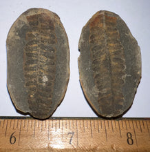 Load image into Gallery viewer, Fossil Tree Ferns from Mazon Creek both halves 1.5 to 2 Inches One Pair Per Order
