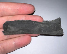 Load image into Gallery viewer, GEM Edestus Fossil Scissor Shark Tooth 3.19 Inches Pre Dinosaur Shark Tooth!