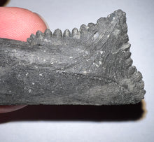 Load image into Gallery viewer, GEM Edestus Fossil Scissor Shark Tooth 3.19 Inches Pre Dinosaur Shark Tooth!