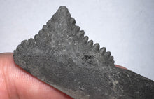 Load image into Gallery viewer, GEM Edestus Fossil Scissor Shark Tooth 3.19 Inches Pre Dinosaur Shark Tooth!