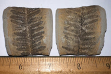 Load image into Gallery viewer, Fossil Tree Ferns from Mazon Creek both halves 1.5 to 2 Inches One Pair Per Order
